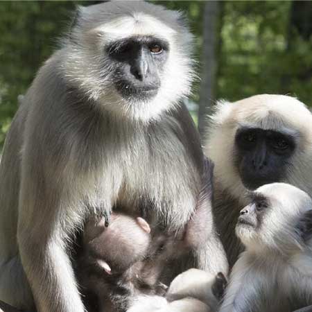 Zoo de Beauval